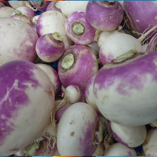 Les Jardins Mistouk d'Alma récoltent leur navets roses biologiques en botte!