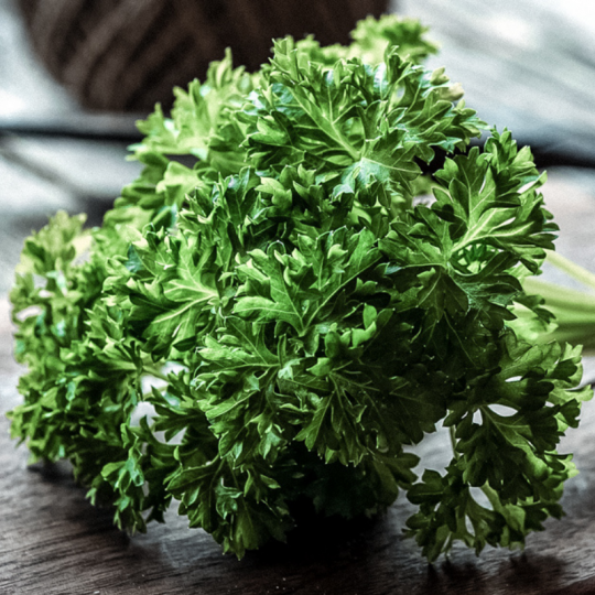 Saviez-vous que le persil frisé est originaire de la Méditerranée?! Et oui! Le persil frisé biologique des Jardins de Sophie de St-Fulgence est parfait pour les recettes  méditerranéennes