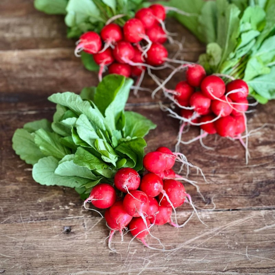 Les Jardins de Saint-Félicien, producteur biologique, cultive de beautiful radis rouges
