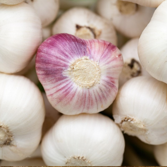 L'ail bio des JArdins de St-Félicien est énorme et se consomme dans tous les plats méditéranéen