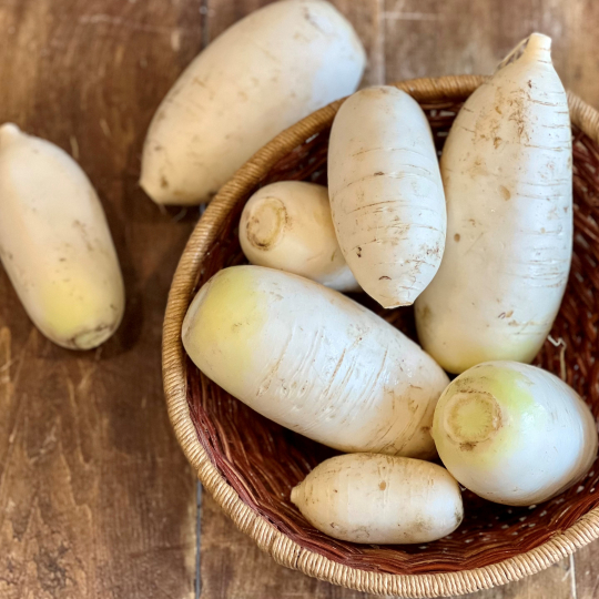 Les daikons blancs biologiques des Jardins Mistouk d'Alma sont parfaitement croustillants