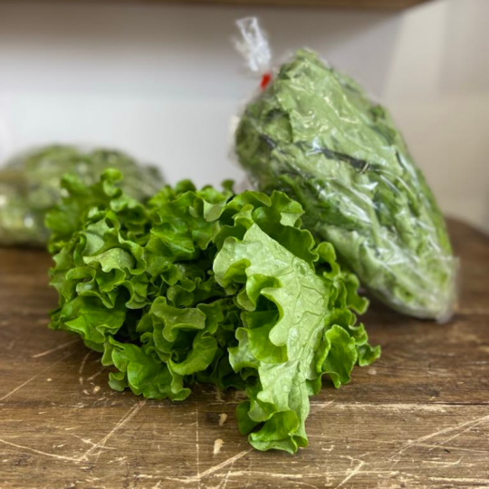 Les Jardins Mistouk d'Alma lavent toujours leurs laitues frisées rouges biologiques!