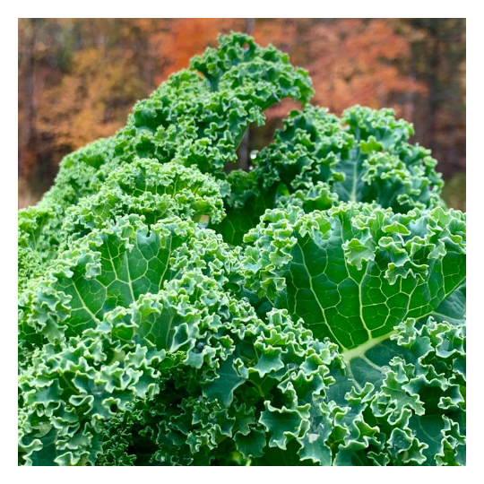 Les Jardins de Sophie de St-Fulgence récolte leurs kales biologiques tout au long de l'été