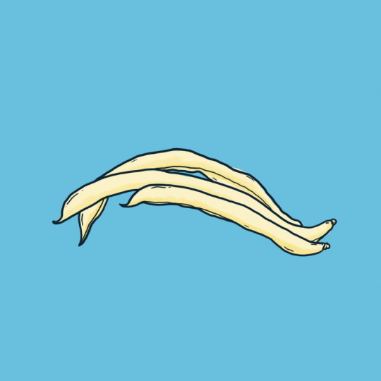 Les semences de haricots mange tout à rame NECKARGOLD biologiques des Bons Plans à Chambord sont prêtes à semer directement au jardin