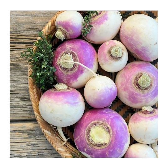 Les Jardins Mistouk d'Alma sont aussi producteurs de navets biologiques, riches en antioxydants