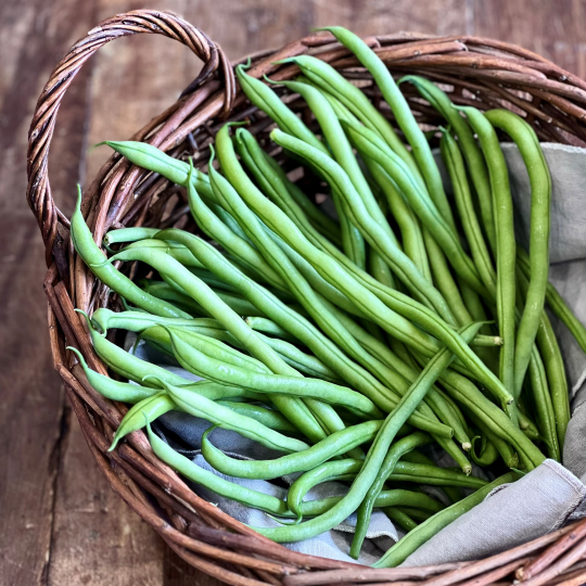 Merci la terre de Métabetchouan produit des haricots verts biologiques  aussi bons que les jaunes