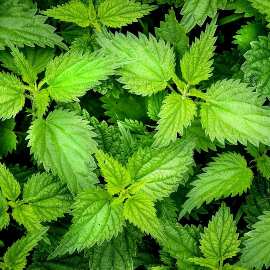 Avec ces valeurs urticante, nutritive et médicinale, l'ortie dioïque biologique des Jardins de Sophie de St-Fulgence vous comblera!