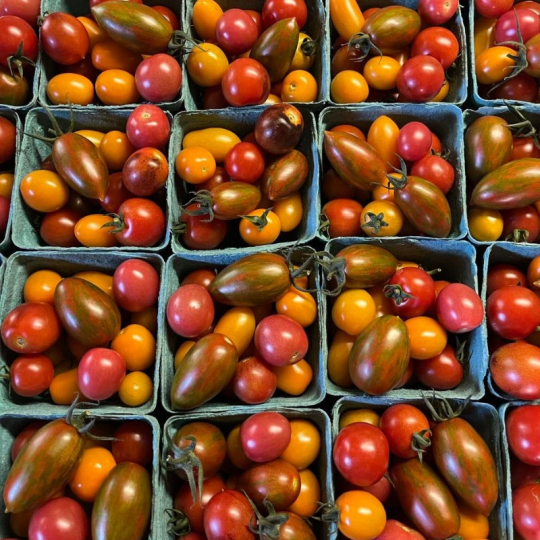 Les tomates cerises mixtes biologiques du Domaine de la Roche à l'Épervière de Ste-Rose-du-Nord sont juste wow