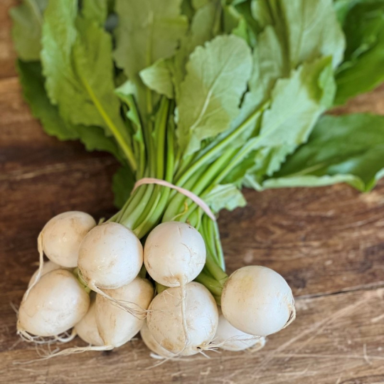 Les rabioles blancs biologiques des Jardins de Sophie de St-Fulgence sont savoureuses en crudité et leurs fanes se mangent également