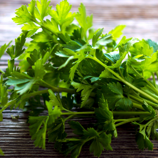 Les Jardins de Sophie de St-Fulgence vendent du persil italien biologique autant en bottes que le plan lui-même