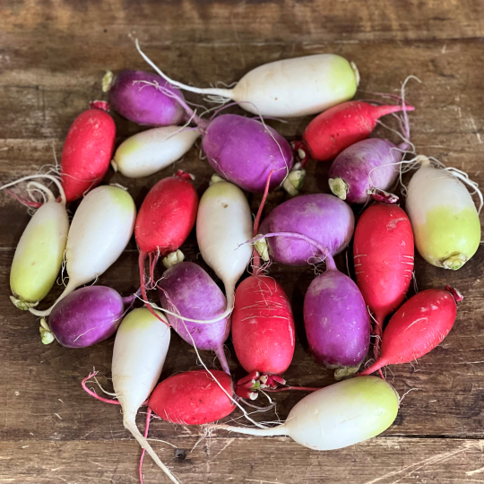Les Jardins de Sophie de St-Fulgence ne nous ont pas fournis en radis daikons multicolores biologiques cette année
