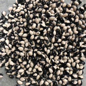 Haricots secs (Calypso)