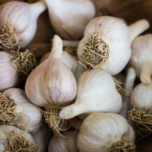 Gros, juteux et délicieux, trois mots pour décrire  les bulbes d'ail bio des Jardins Terra Terre de Jonquière