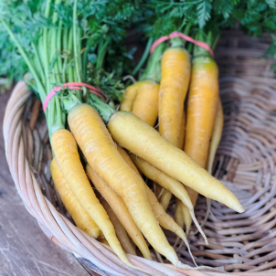 Carottes jaunes