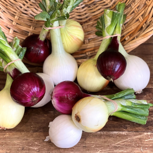 Le Domaine de la Roche  de Ste-Rose-du-Nord est spécialiste dans la culture des oignons frais biologiques