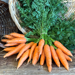 Carottes des neiges