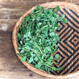 Pousses de pois