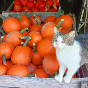Citrouille de consommation