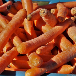 Carottes de conservation