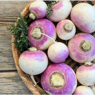 Les Jardins Mistouk d'Alma sont aussi producteurs de navets biologiques, riches en antioxydants