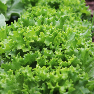 Que c'est pratique! Les Jardins de Sophie de St-Fulgencenous combinent laitues frisées vertes et rouges biologiques! Parfait!