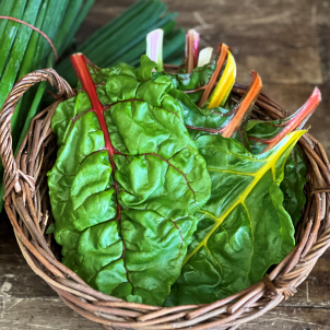 La bette à carde bio du Domaine de la Roche à l'épervière est cultivée en serre sous couverture froide.