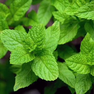 Les Jardins de Sophie de St-Fulgence cultive de la menthe biologique en tout genre! Verte, poivrée, citronnée...
