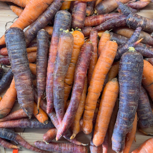 Carottes mixtes | nantaises et mauves