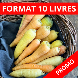 Carottes de couleurs
