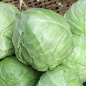 Chou vert d'été