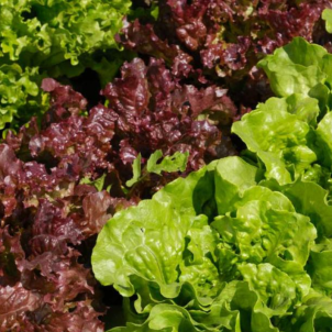 Tout dépendant de comment ils feelent, les Jardins de Saint-Félicien cultivent des laitues frisées biologiques rouges ou vertes