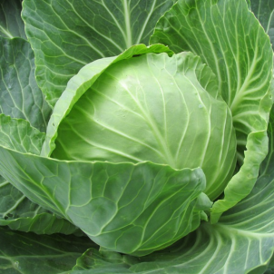Chou vert  d'hiver